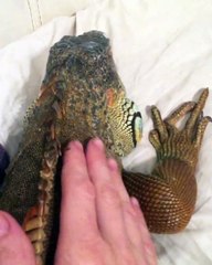 lizard with hard skin sleeping on my bed