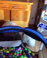 my home lizard is having shower at home