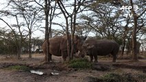 China legaliza el comercio de productos de tigre o rinoceronte