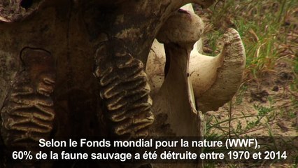 La Terre a perdu 60% des animaux sauvages en 44 ans