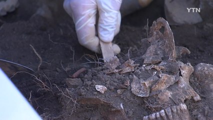 제주공항 인근서 4.3 희생자 유해 4구 발굴 / YTN