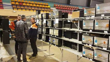 1100 oiseaux à Hayange : entrez dans les coulisses de l'exposition