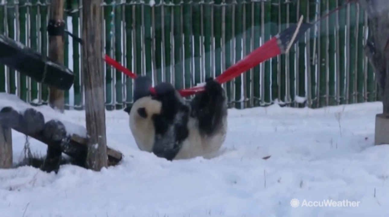 Sweet panda frolicking in the snow will melt your heart