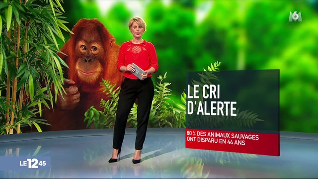 La disparition des animaux sauvages s'accélère