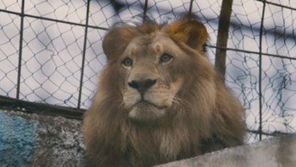 Una ONG rescata a 12 animales de uno de los peores zoológicos de Europa