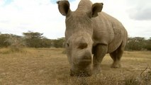 L'uomo sta distruggendo la fauna selvatica