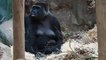 Say Bonjour to France's first baby gorilla of 2018