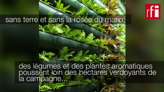 Les fermes verticales en ville, l’agriculture du futur ?
