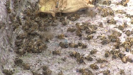 의문의 꿀벌 떼죽음...'활력증강제'가 원인? / YTN