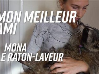 Insolite : elle vit avec un raton-laveur