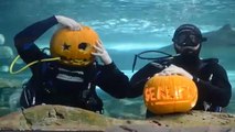 Halloween e zucche sott'acqua