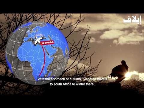 رسالة مفتوحة إلى ميشال عون: أنقذ كليبيتان!