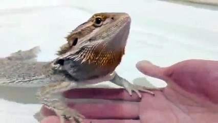 Un lézard danse dans son bain