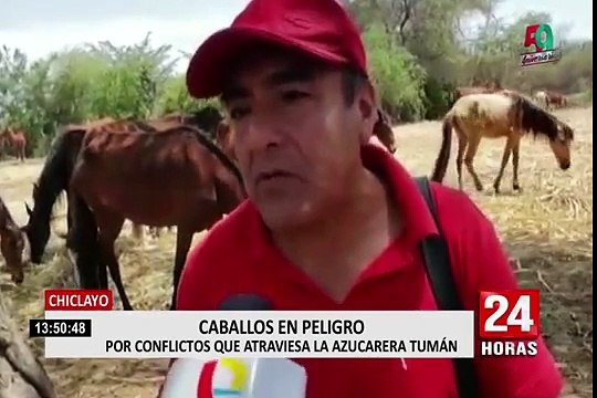 Chiclayo: cien caballos de paso se encuentran en malas condiciones en azucarera Tumán