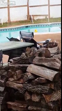 Cet écureuil... mange un OISEAU !!