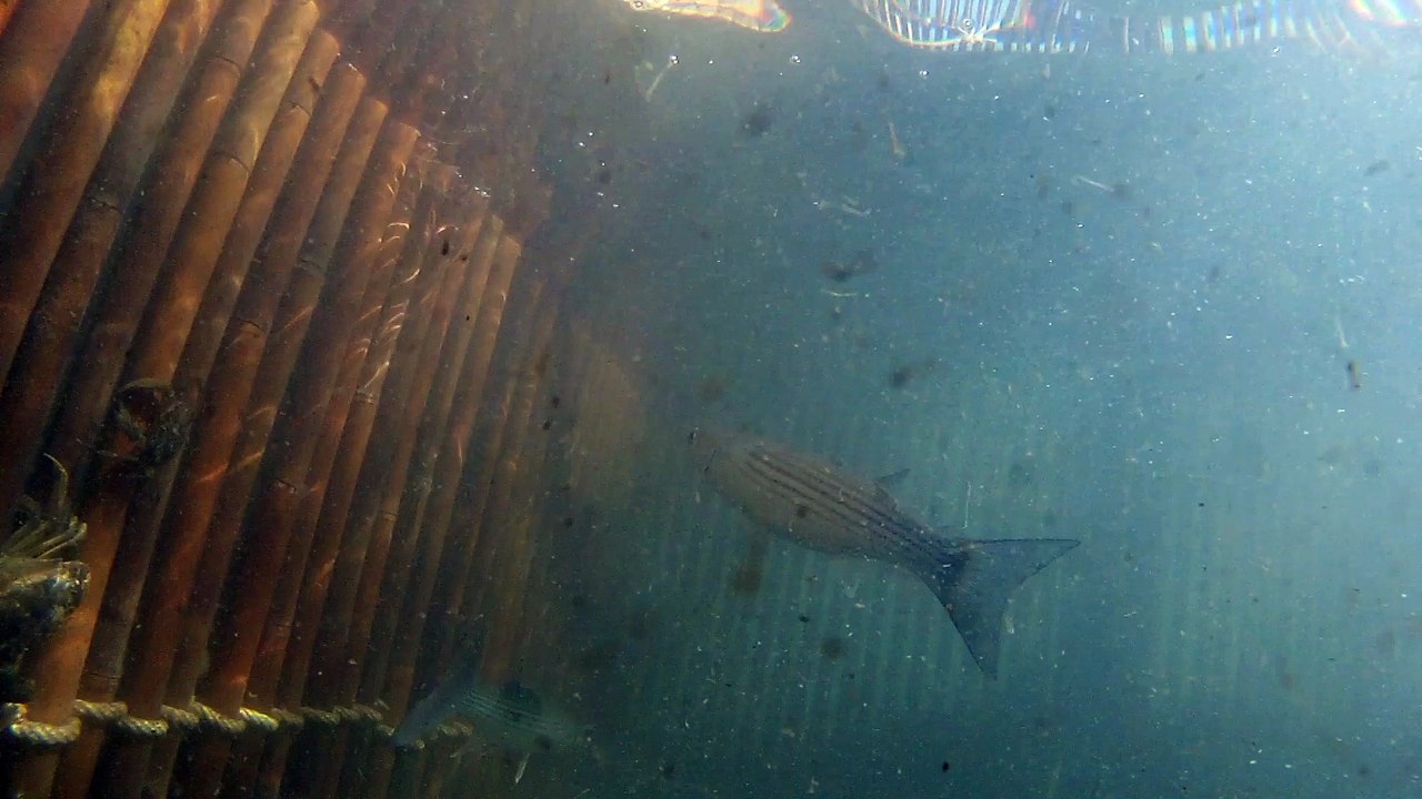 Poisson Piégé