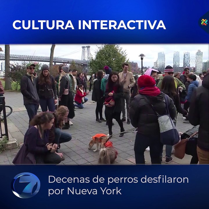 Perro disfrazados