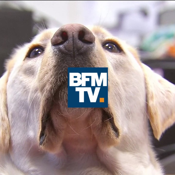 Ces chiens renifleurs sont capables de détecter le paludisme grâce à leur odorat