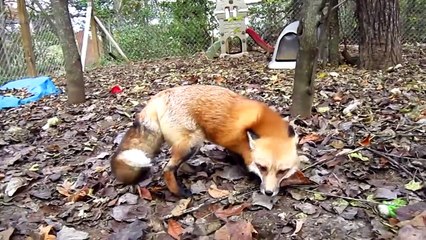 Download Video: Elle a pour animal de compagnie un renard vraiment adorable