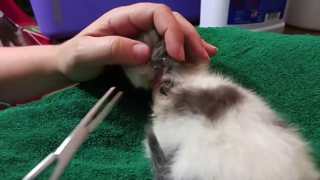 Regardez la taille de la larve qu'il retire du coup de ce pauvre chaton... parasite géant