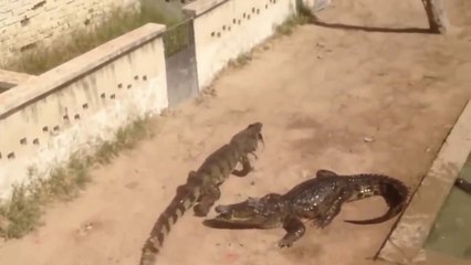 6 crocodiles pour une poule... Chaud