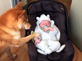 Ce chien trop mignon s'occupe de bébé