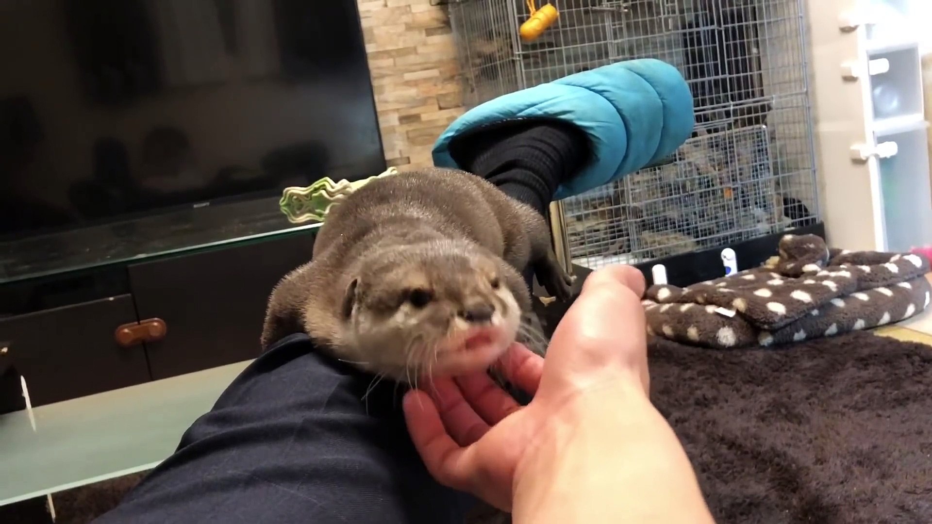 Cette Petite Loutre Adorable Pleure Pour Avoir Un Calin Video Dailymotion
