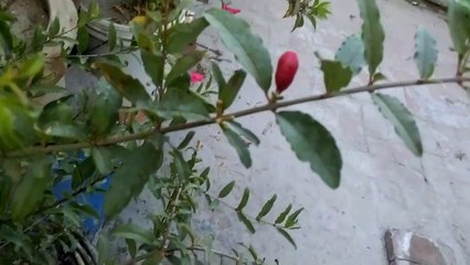 How to Grow Pomegranate Plant in a Container | Anaar Kay Podhay ko Aik Gamlay Maiy Kaisay Ugaay |