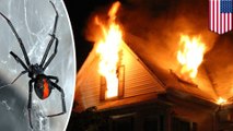 Man torches home after trying to fight spiders with fire
