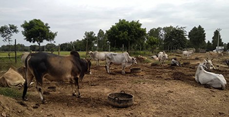 ပည္ပကို ကြၽဲ ႏြား တင္ပို႔ခြင့္ ညႊန္ၾကားခ်က္ ႏြားေမြးျမဴေရးလုပ္ငန္းရွင္မ်ား ကန္႔ကြက္ (႐ုပ္/သံ)