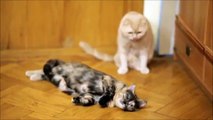 Cats Mating Her Girlfriend VEDIO
