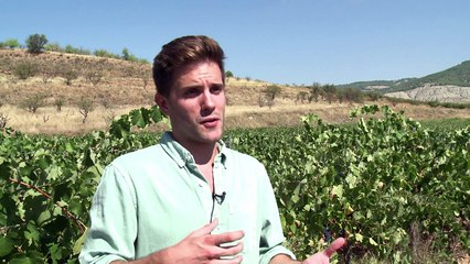 Blauer Wein: Sakrileg oder Geniestreich?