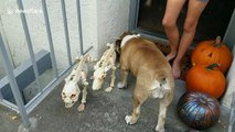 Bulldog tries to befriend skeleton dogs in spirit of Halloween