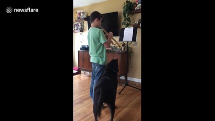 This puppy adores his owner's trumpet playing