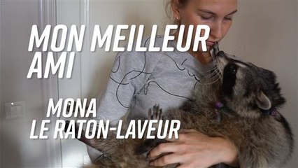 Insolite : elle vit avec un raton-laveur