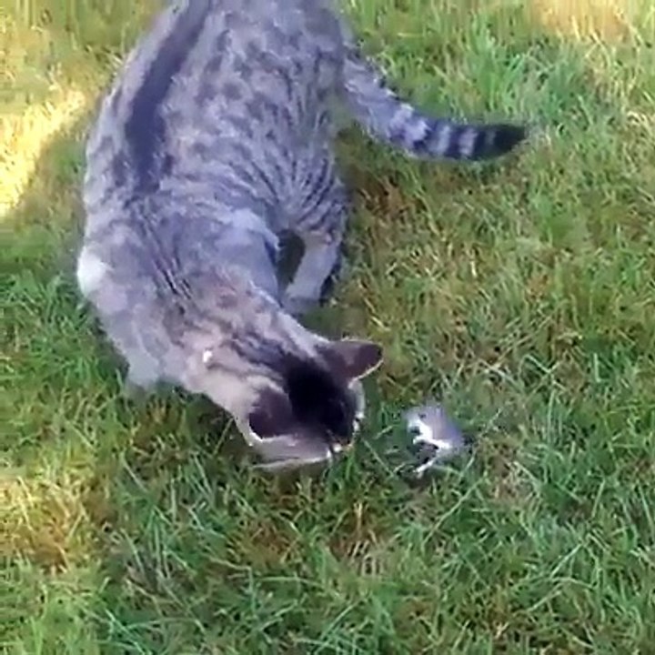 Example of pets friendship, see in funny video