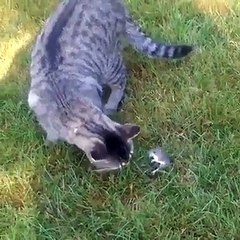 Example of pets friendship, see in funny video