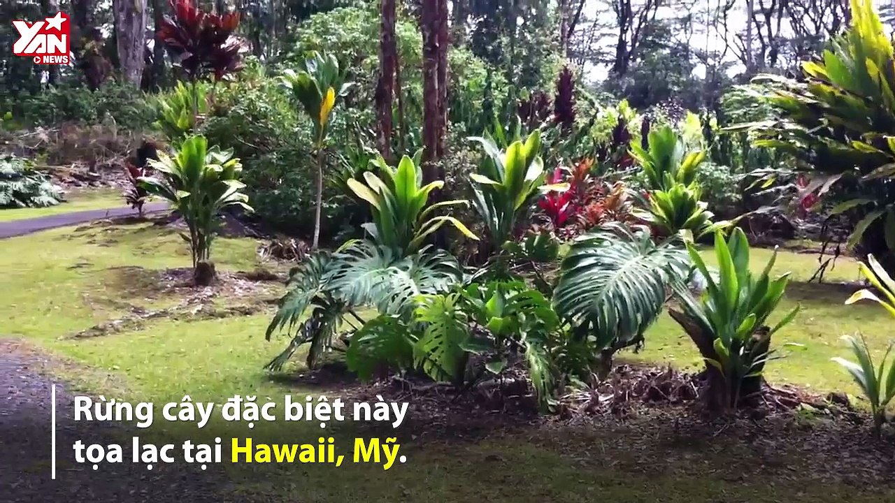 Thiên Nhiên Cận Cảnh: Khám phá rừng cây nham thạch độc đáo ở Hawaii