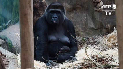 Au zoo de Beauval, la famille gorille s'agrandit