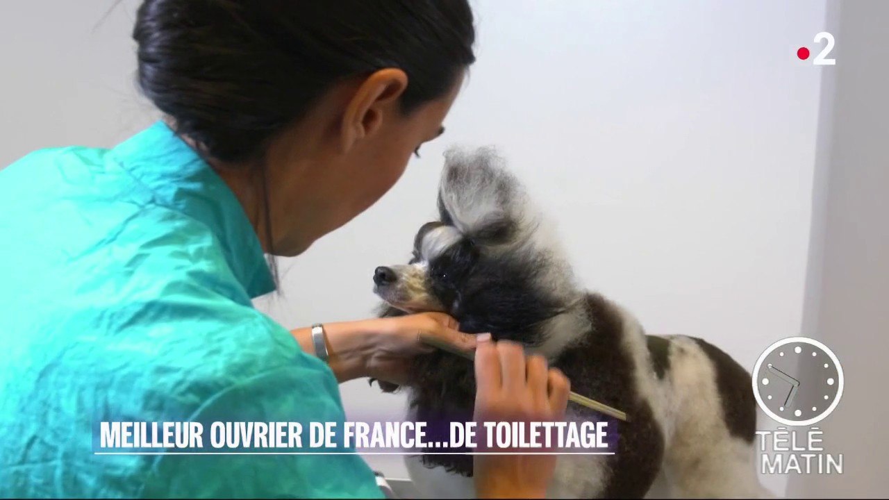 Faune - Concours du Meilleur ouvrier de France (MOF), catégorie toiletteur