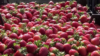 Bursa 'Kırmızı Elmas'ta Yılın Son Hasadı Başladı