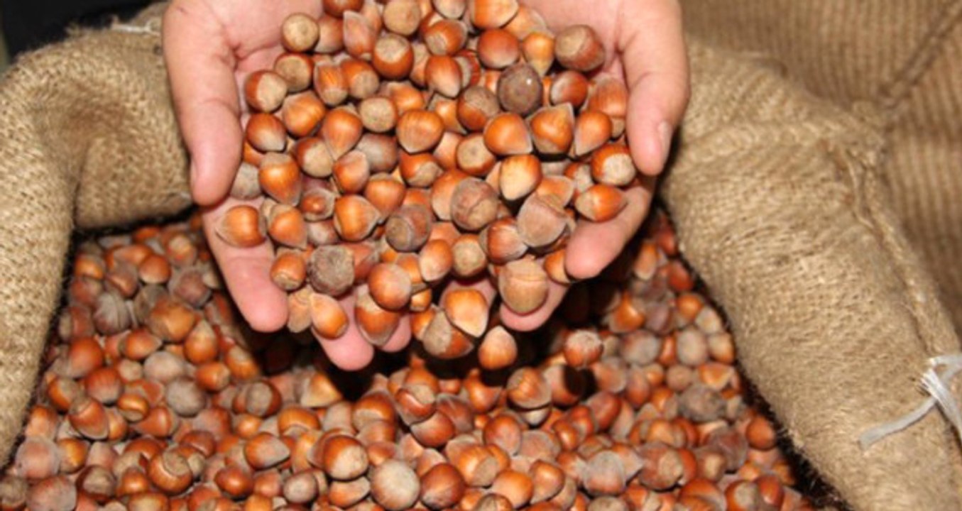 Toprak Mahsulleri Ofisi Fındık Alımlarına Yarın Başlıyor