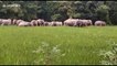 Gang of 100 elephants raid Indian village looking for food