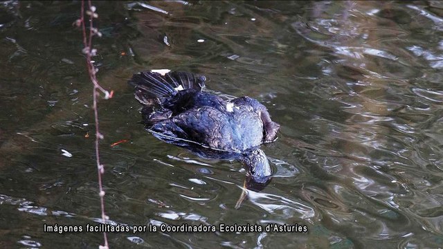 Ecologistas denuncian la nueva matanza de 240 cormoranes proyectada por el gobierno del Principado de Asturias