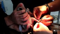 Papağan yavrusu 'Efe'nin kırık ayağı ameliyat edildi - TOKAT