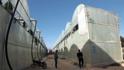 Muz Üreticisinin Yüzü Gülüyor