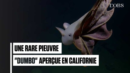Les images rarissimes d'une pieuvre parapluie au large des côtes californiennes