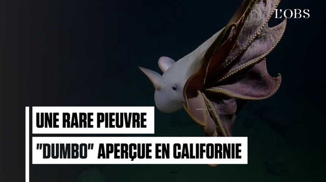 Les images rarissimes d'une pieuvre parapluie au large des côtes californiennes