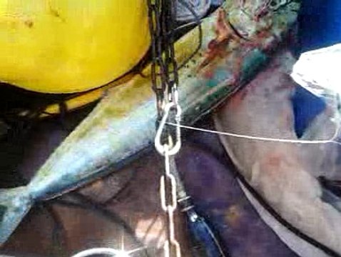 pêche a la Dorade coryphène (corse)