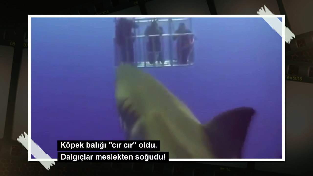 Köpek balığı "cır cır" oldu dalgıçlar meslekten soğudu